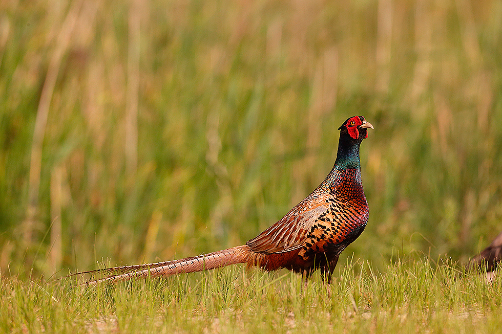 Faisán común (Phasianus colchicus)